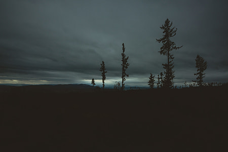 trees under dark sky thumbnail