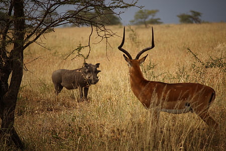 deer and wild boar looking at each other thumbnail