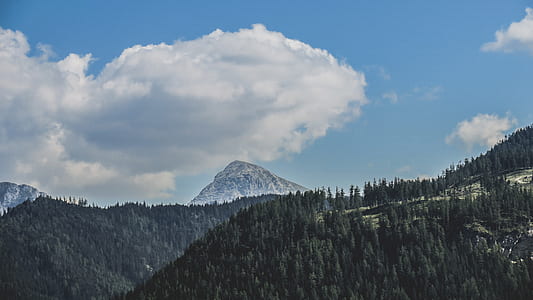 landscape photography of trees and mountain thumbnail
