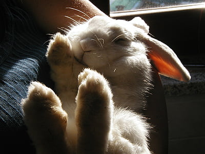 albino rabbit thumbnail