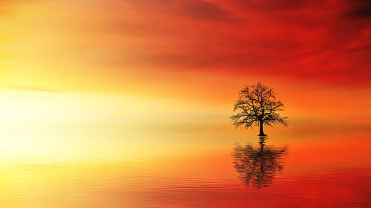 silhouette of tree during sunset thumbnail