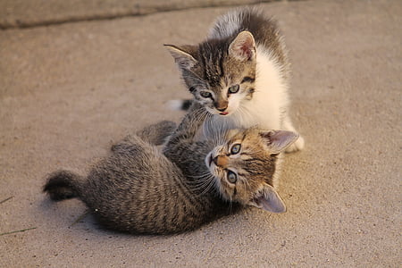 two brown tabby kittens thumbnail
