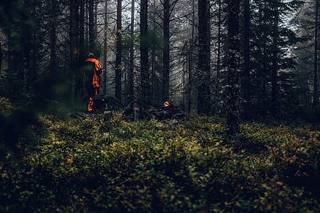 person standing near tall trees thumbnail