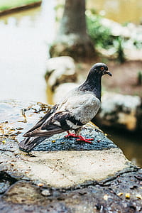 pigeon on stone thumbnail