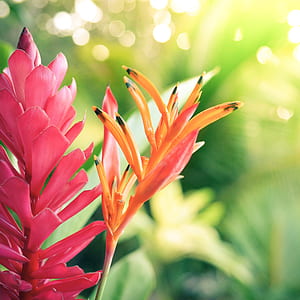 selective focus photography of red flower thumbnail
