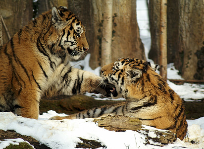 two tiger on filled snow during daytime thumbnail
