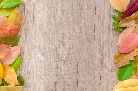 Assorted Leaves on Brown Wooden Surface thumbnail