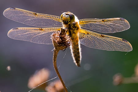 macro photography of dragonfly thumbnail