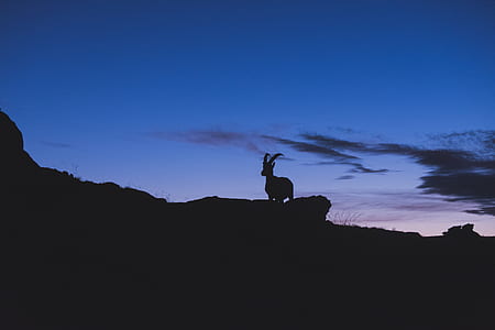 horned animal standing thumbnail