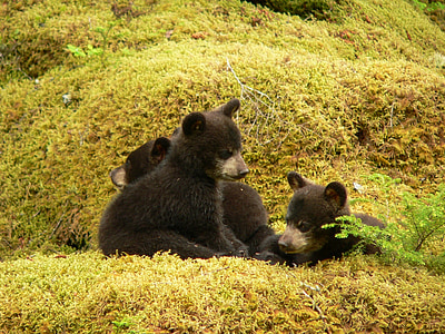 photo of three black bear cubs thumbnail