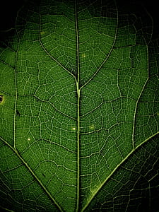 green plant leaf thumbnail