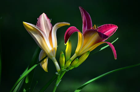 selective focus photograph of flower thumbnail