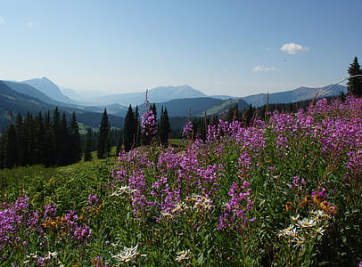 purple petaled flowers near green high trees under blue sky at daytime thumbnail