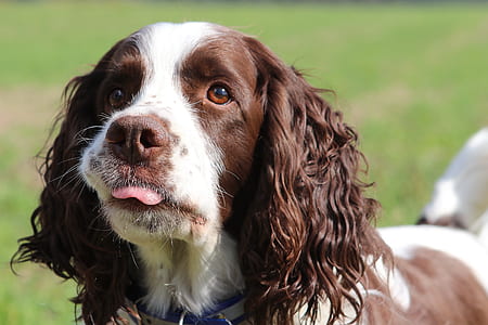 live and white English setter on green grass during daytime thumbnail