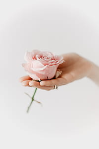 Holding a pink rose thumbnail