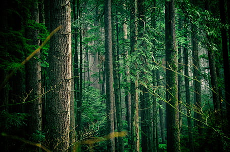 forest with large trees thumbnail