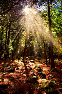 Yosemite National Park, California thumbnail