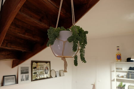 white fern plant hanging on ceiling thumbnail