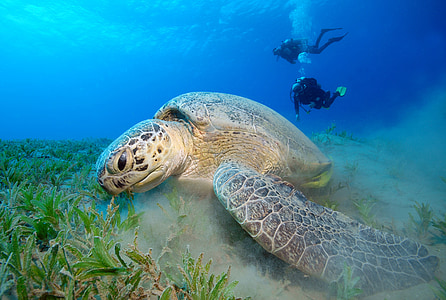 underwater photography of turtle thumbnail