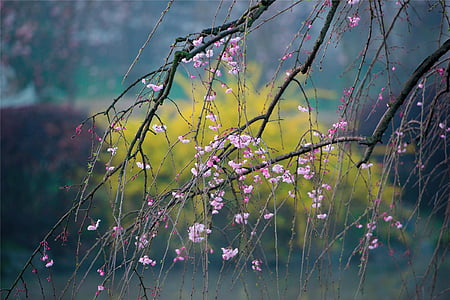 pink cherry blossom tree at daytime thumbnail