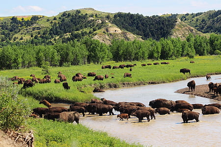green grass with animals thumbnail