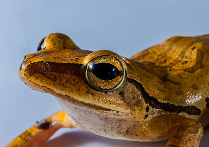 Brown Adn Black Frog thumbnail