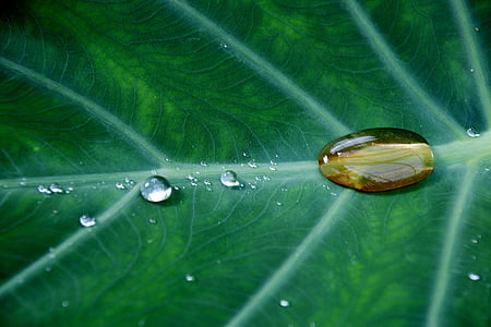 water droplet on green leaf thumbnail