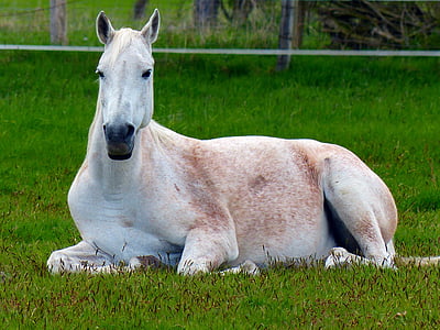 white horse lying on green grasses thumbnail