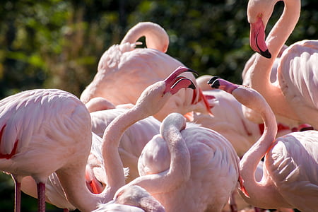 white flamingos thumbnail