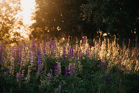 Purple Lupine Flowers thumbnail