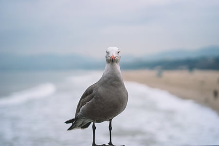 closeup photography of gray pigeon thumbnail