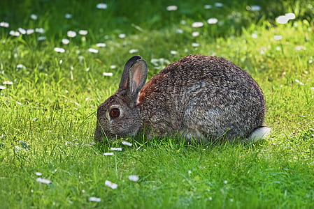 brown rabbit on grassland thumbnail