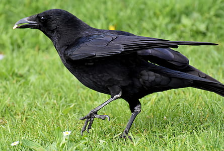 crow on grass thumbnail