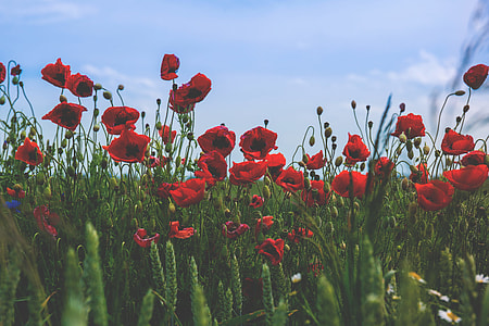 red, flowers, flower, flora thumbnail
