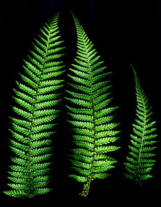 three fern leaves on black background thumbnail
