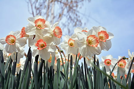 white flowers thumbnail