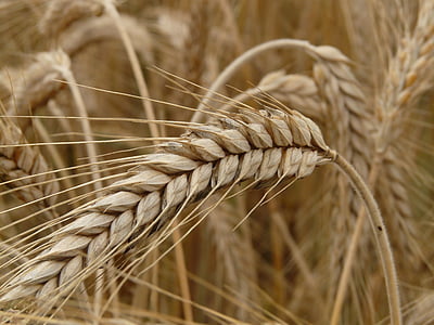 selective focus photography of rice grain thumbnail