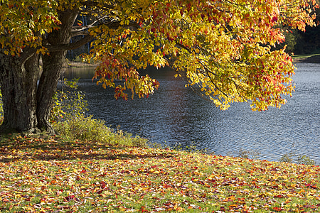 green and red leaf tree near body of water during daytime thumbnail