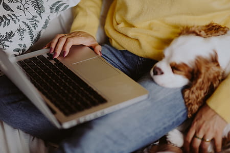 A woman in a yellow sweater with a sweet dog uses a laptop thumbnail