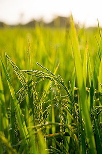 green wheat plant thumbnail