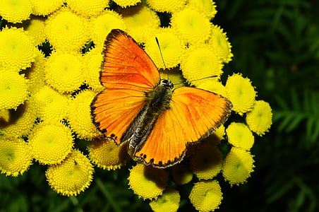 closeup photo of orange and black butterfly perching on yellow flowers thumbnail