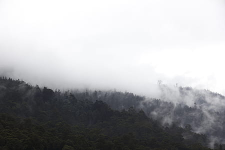 green leafed trees with sea of clouds thumbnail