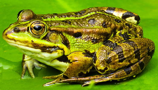 green and brown frog close-up photography thumbnail