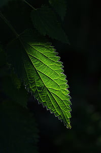green leaf plant thumbnail
