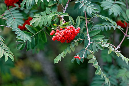 Red berries in the wood thumbnail