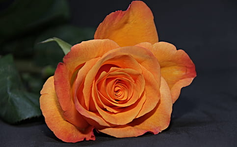 orange flower in bloom on black surface thumbnail