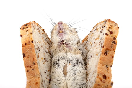 mouse in bun thumbnail