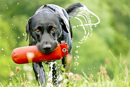 adult black Labrador retriever during daytime thumbnail