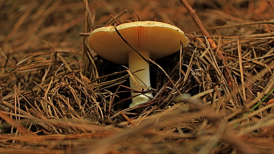 white mushroom in middle of grass thumbnail