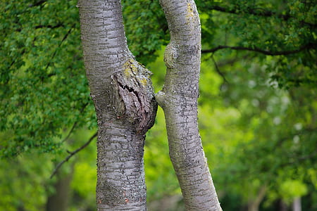 green leafed tree thumbnail